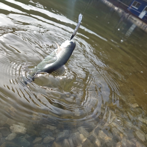 ニジマスの釣果