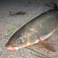 マルタウグイの釣果