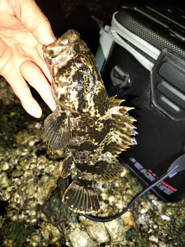 タケノコメバルの釣果