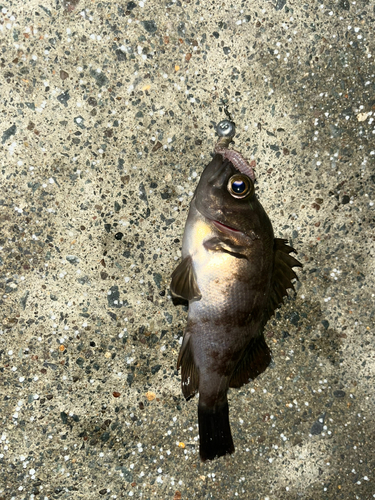 メバルの釣果