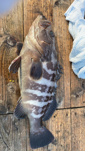 マハタの釣果