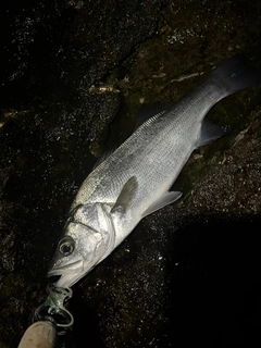 ヒラスズキの釣果