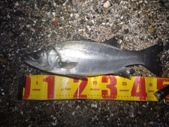 フッコ（ヒラスズキ）の釣果