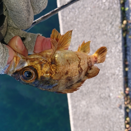 メバルの釣果