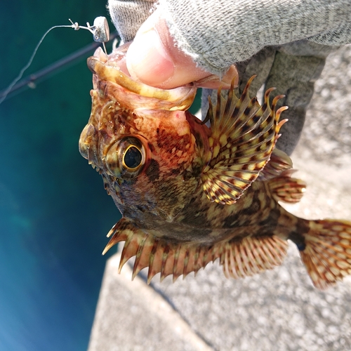 アラカブの釣果