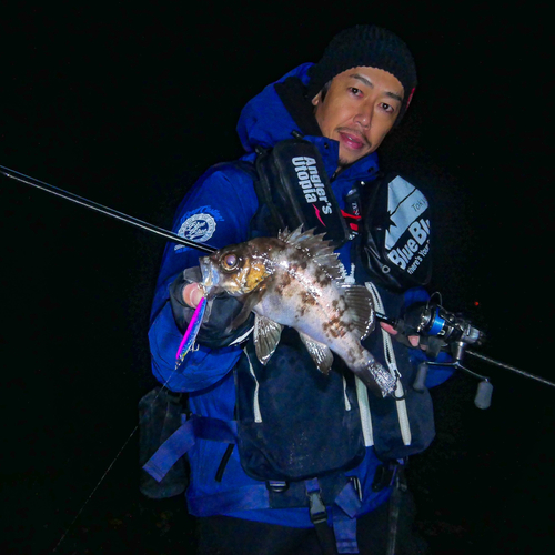 シロメバルの釣果