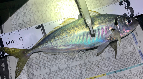 マアジの釣果