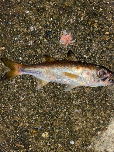 ムツの釣果