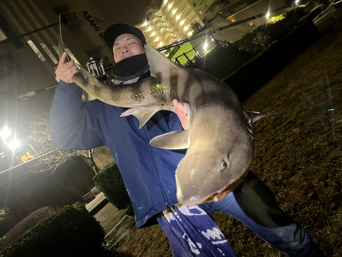 ドチザメの釣果