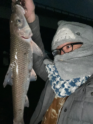 ニゴイの釣果