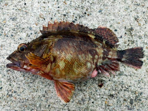 カサゴの釣果