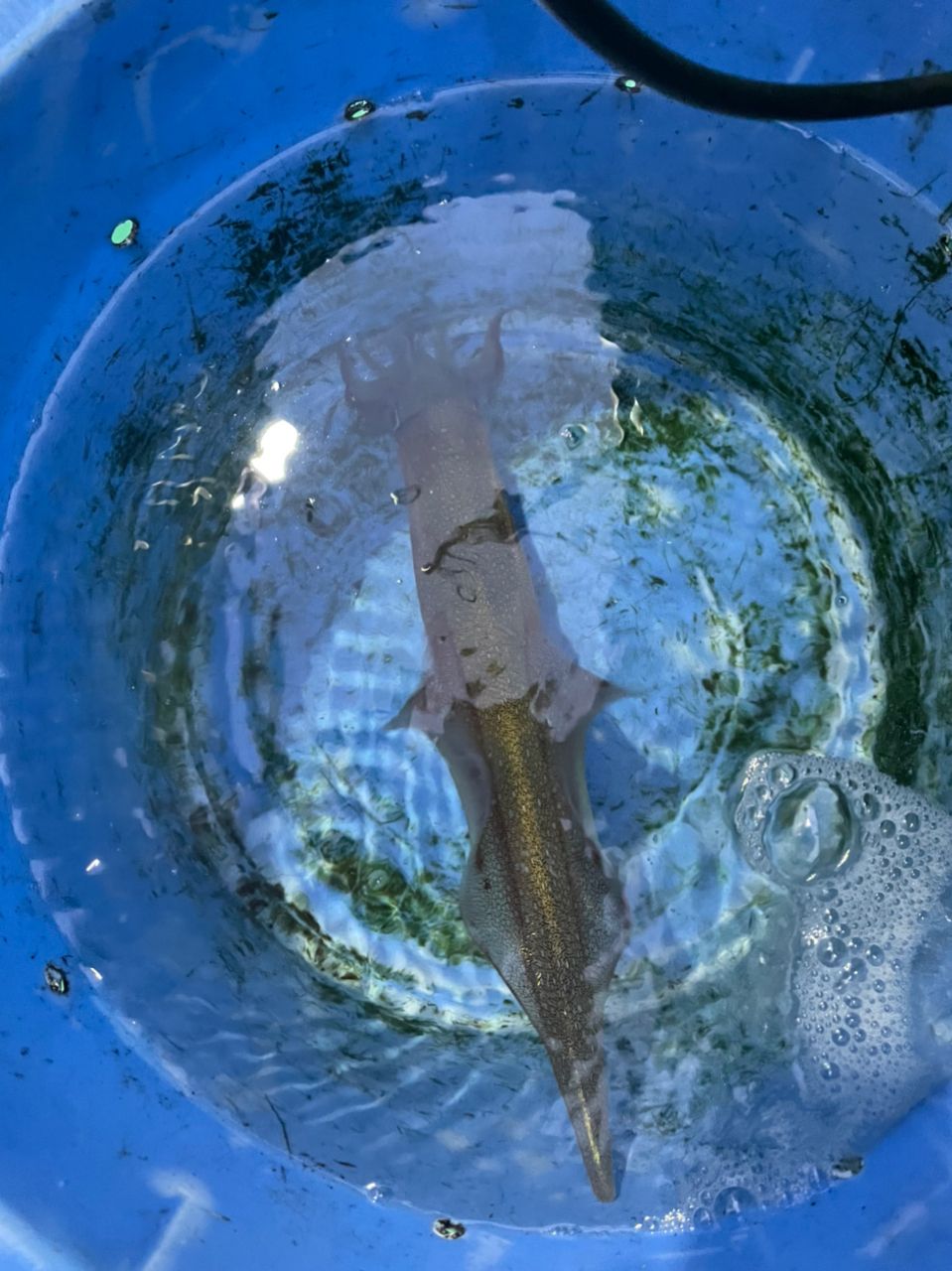 mikinyan0111さんの釣果 2枚目の画像