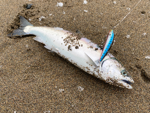 サクラマスの釣果