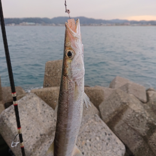 カマスの釣果