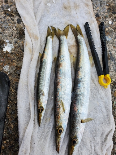 アカカマスの釣果