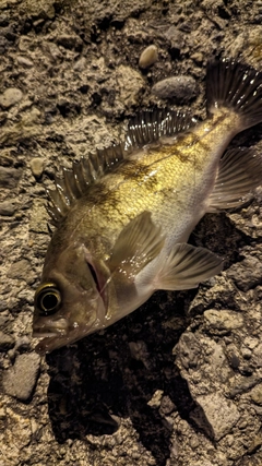 メバルの釣果