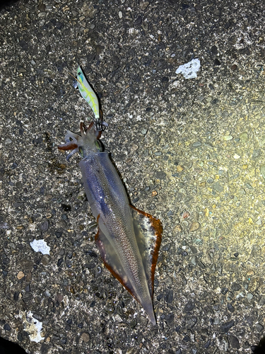 ヤリイカの釣果