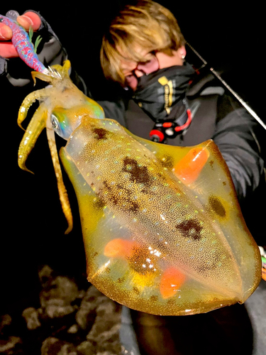 アオリイカの釣果