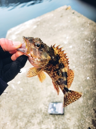 カサゴの釣果