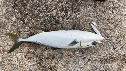 ワカナゴの釣果