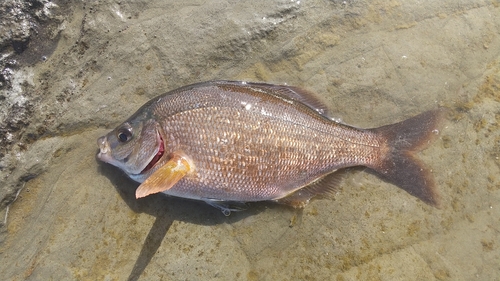 ウミタナゴの釣果