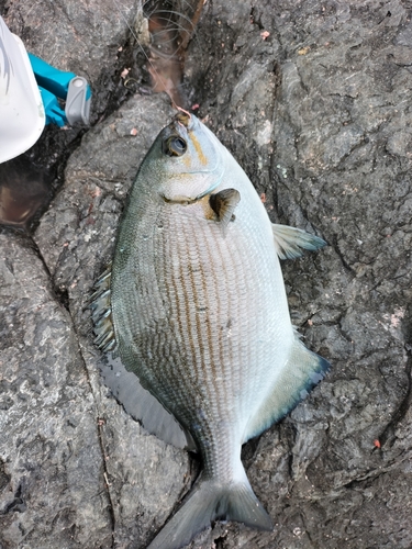 イスズミの釣果