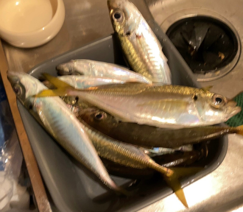 アジの釣果