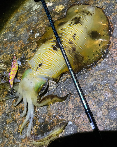 アオリイカの釣果