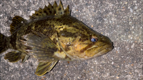 タケノコメバルの釣果