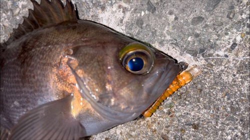 シロメバルの釣果