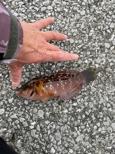 アカササノハベラの釣果