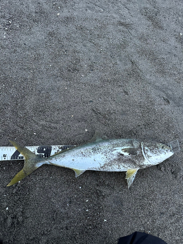 ワラサの釣果