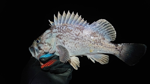 クロソイの釣果