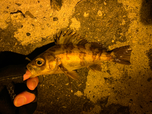 メバルの釣果