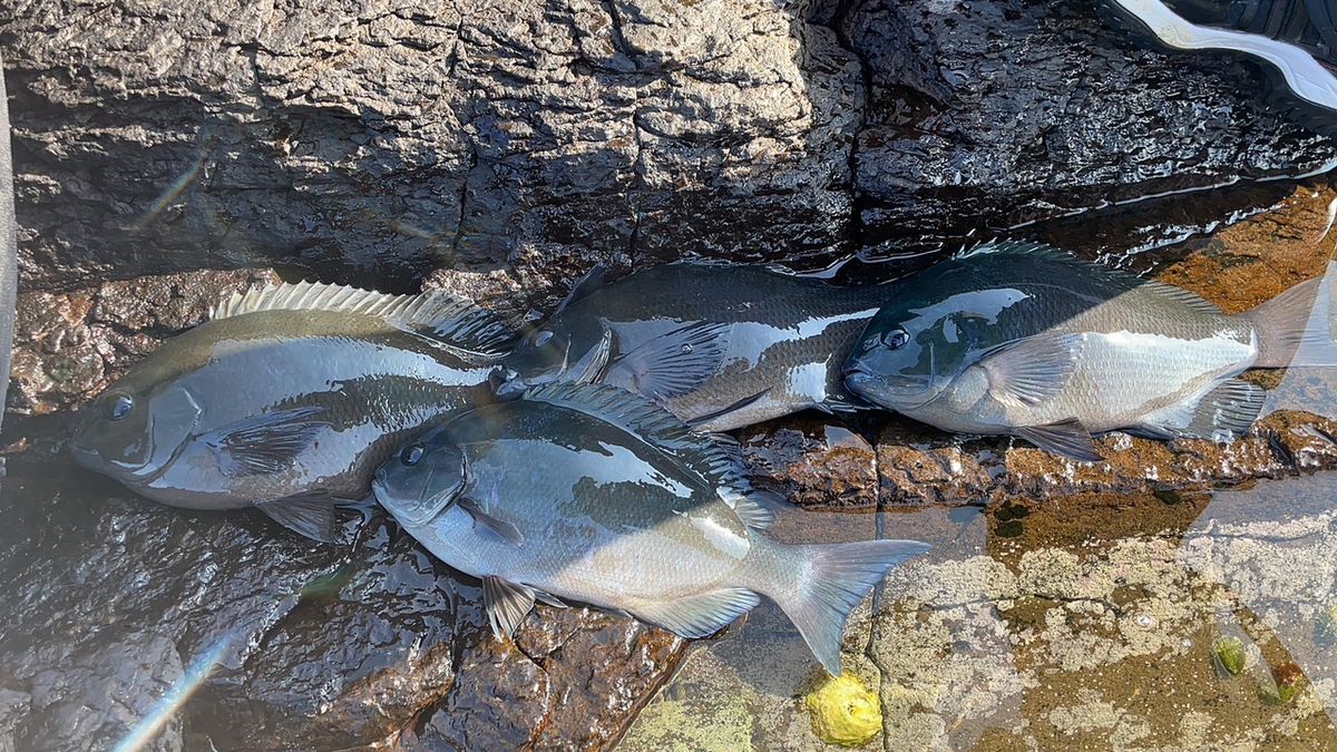 トミー（OFC)さんの釣果 2枚目の画像