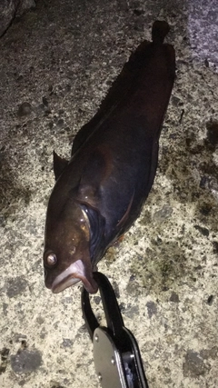 エゾイソアイナメの釣果