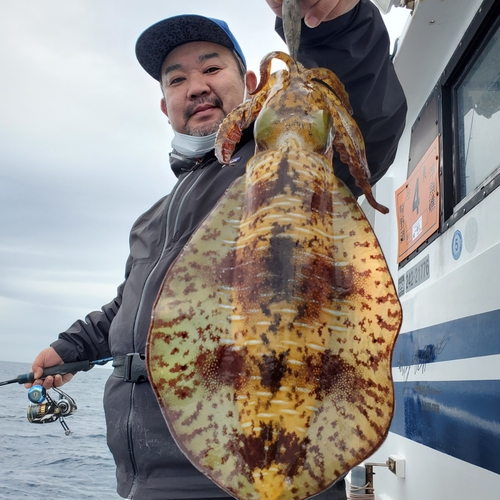 アオリイカの釣果