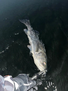 フッコ（マルスズキ）の釣果