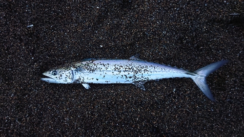 サゴシの釣果