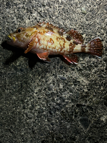 カサゴの釣果