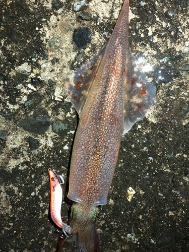 ヤリイカの釣果