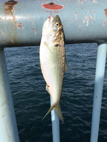 コノシロの釣果