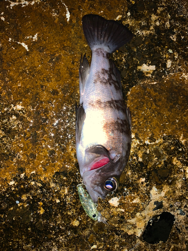 シロメバルの釣果