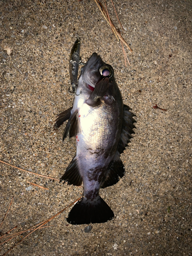 シロメバルの釣果