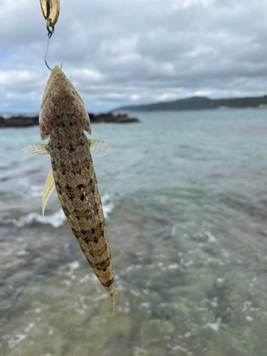 エソの釣果