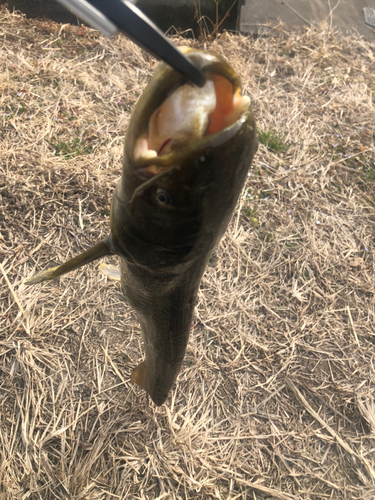 ナマズの釣果