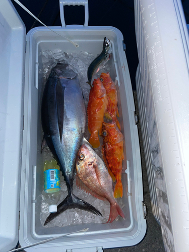 ビンチョウマグロの釣果