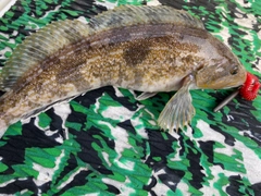 アイナメの釣果