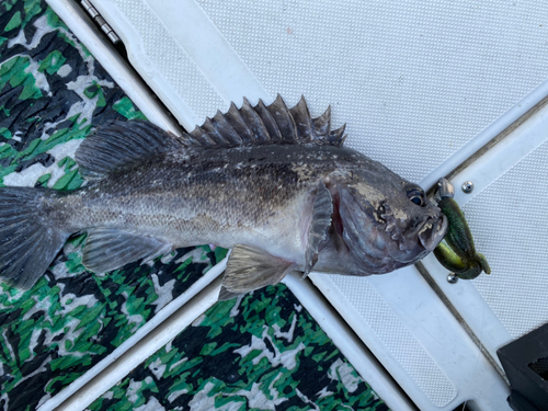 クロソイの釣果