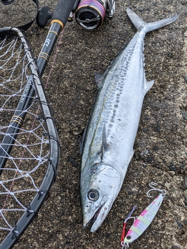 サゴシの釣果